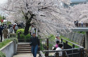 山崎川さくら祭り（2019年4月1日）