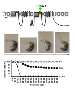 Ogiwara etal,J Neurosci 2007