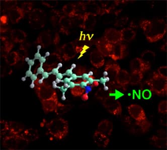 一酸化窒素（NO）の光制御化合物と
光により細胞に発生させたNOの様子