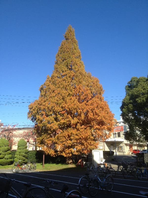 紅葉に映える正門横のメタセコイア