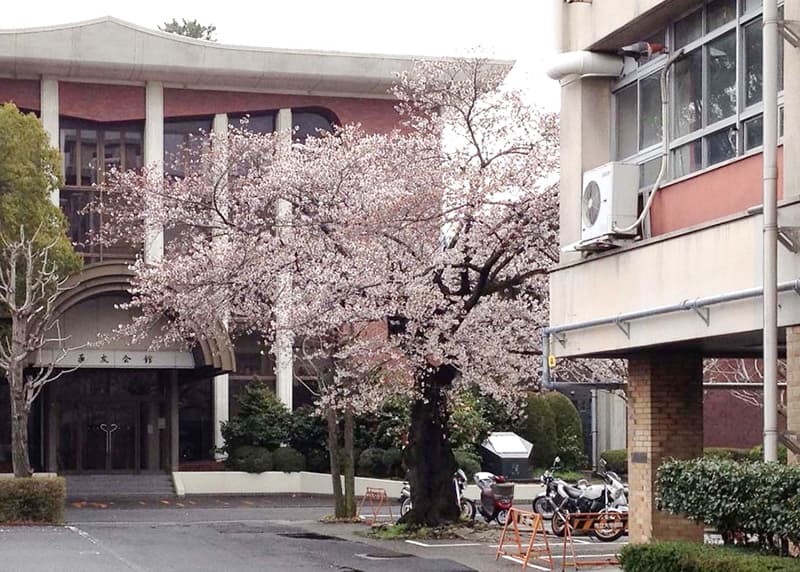 薬友会館前の桜と旧研究棟北館