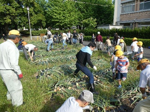 地元学区と連携した山の畑プロジェクトタマネギ収穫の様子（人社）