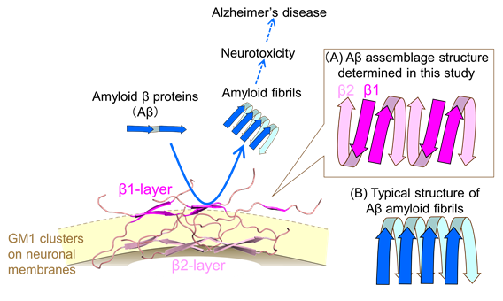 Figure: (A) On the neuronal cell membrane, Aβ molecules adopt a "U"-shaped conformation, allining alternately on the membrane surface to form two layers: the β1 layer, distal from the membrane, and the β2 layer, closer to the membrane. This assembly of Aβ acts as a "catalytic platform," accelerating the fibrillation of surrounding Aβ molecules. (B) In previously reported Aβ amyloid fibrils, Aβ molecules align in the same direction.
