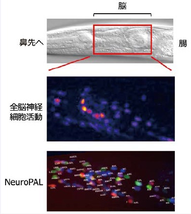 線虫の頭部の像(上)と全脳神経活動(中)とNeuroPALの画像(下)