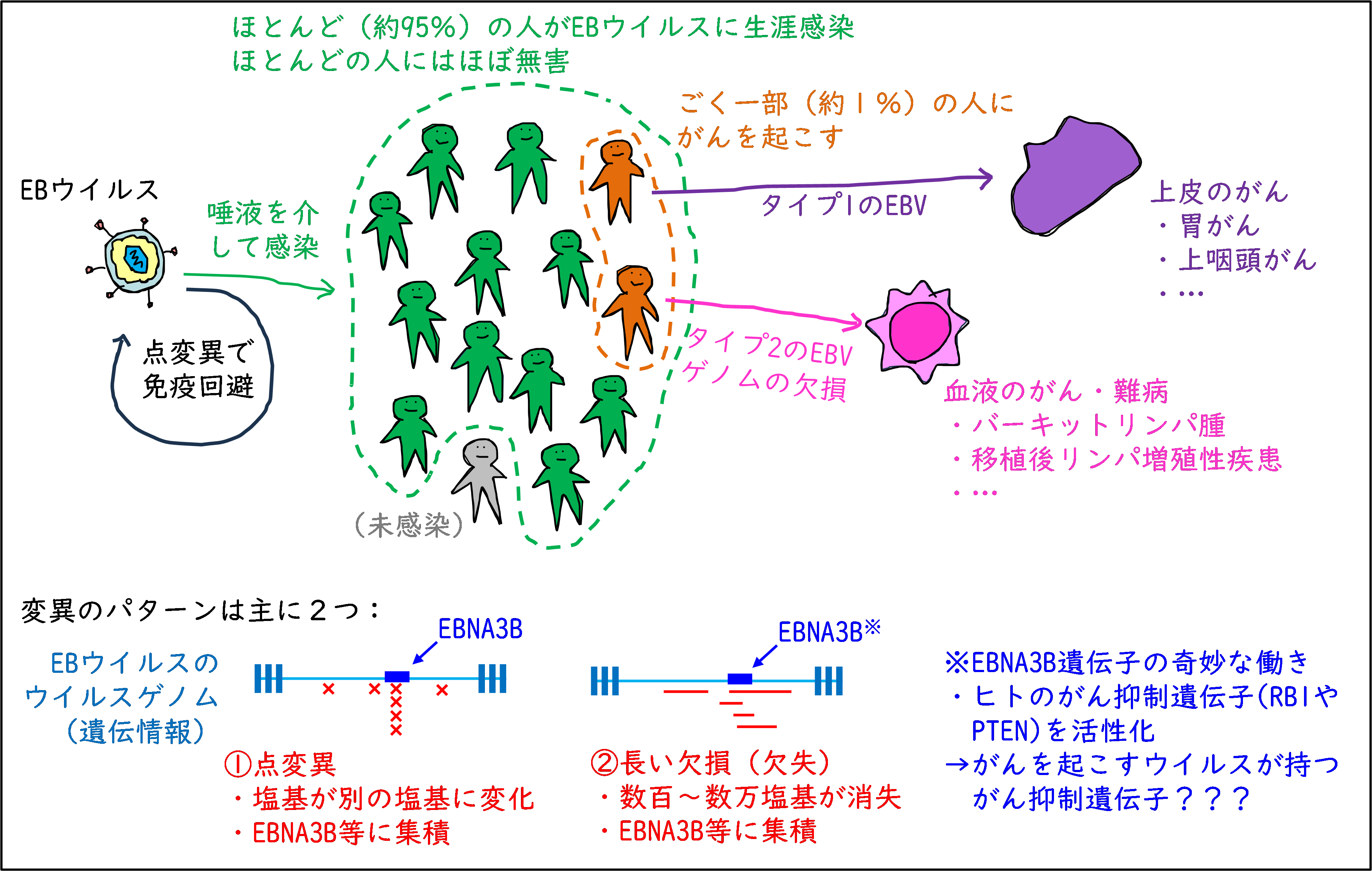 図1．今回の研究で判明した、EBウイルスが様々ながんを引き起こすための仕組み
