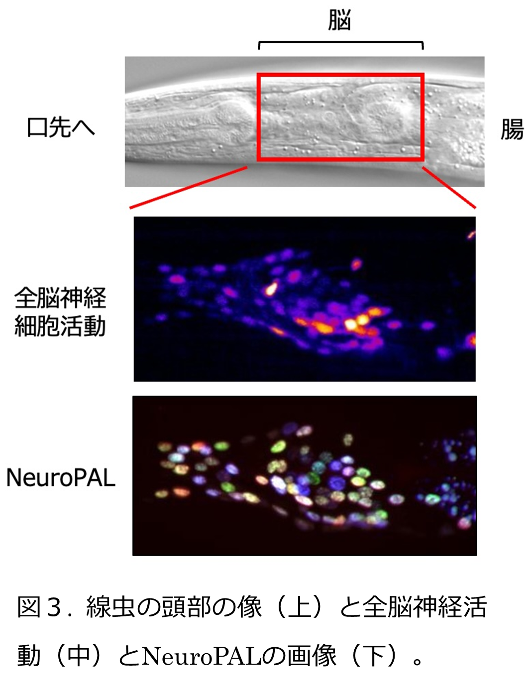 図3線虫の頭部の像と全脳神経活動とNeuroPALの画像