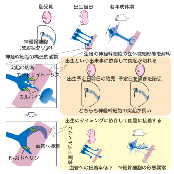図1：本研究成果の概要