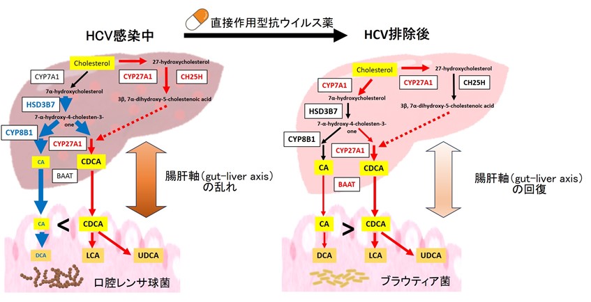 図4 C型肝炎ウイルス（HCV）排除による「腸と肝臓のつながり（gut–microbiota–liver axis）」の改善