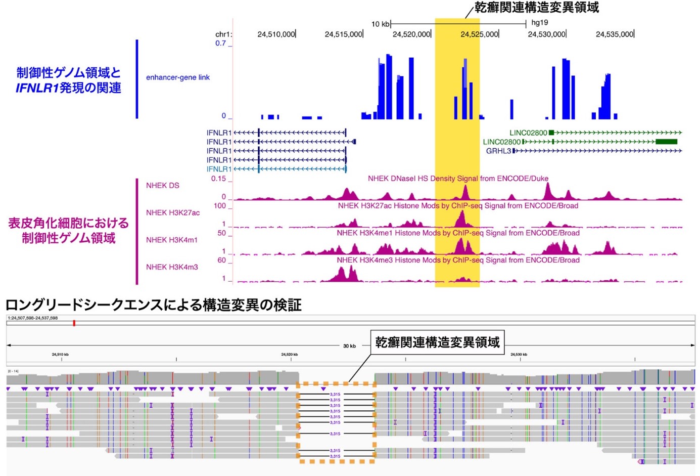 図1：乾癬関連構造変異の同定とロングリードシークエンス（注10）による検証