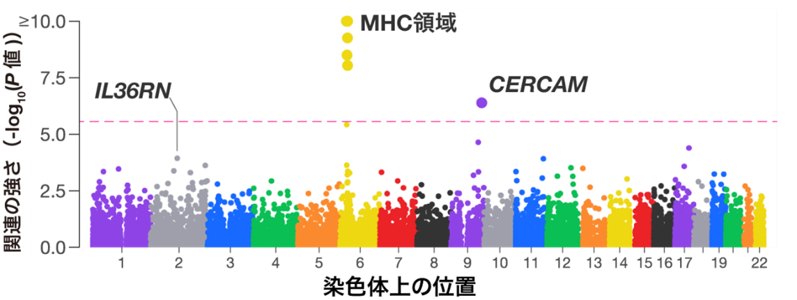 図2：希少変異を遺伝子単位で集約した、乾癬関連遺伝子解析