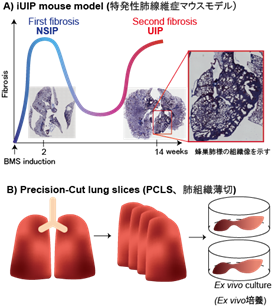 図2 本研究で使用したマウスモデルとPrecision-cut lung slices, PCLS