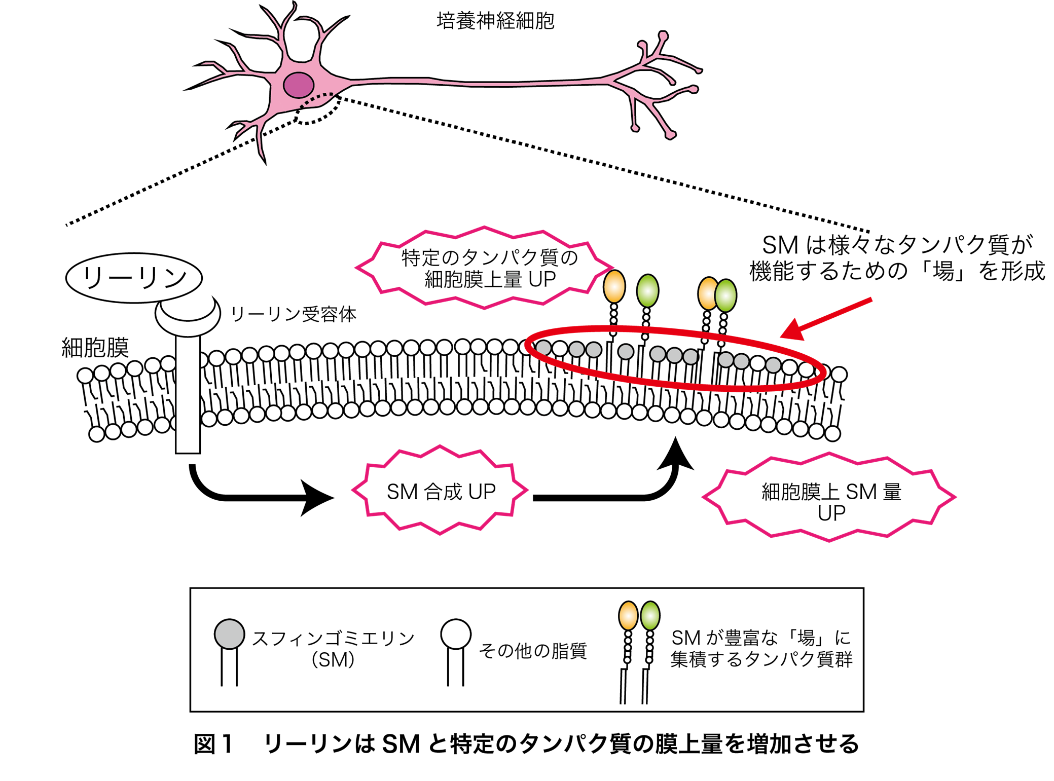 図1 リーリンはSMと特定のたんぱく質の膜上量を増加させる