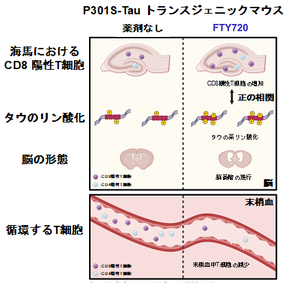 図4研究の概要