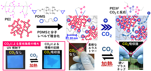 図1. 本研究で開発したCO2を吸収して硬化する、また、蛍光を増大させるエラストマー