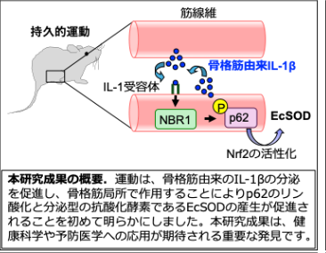 研究成果の概要