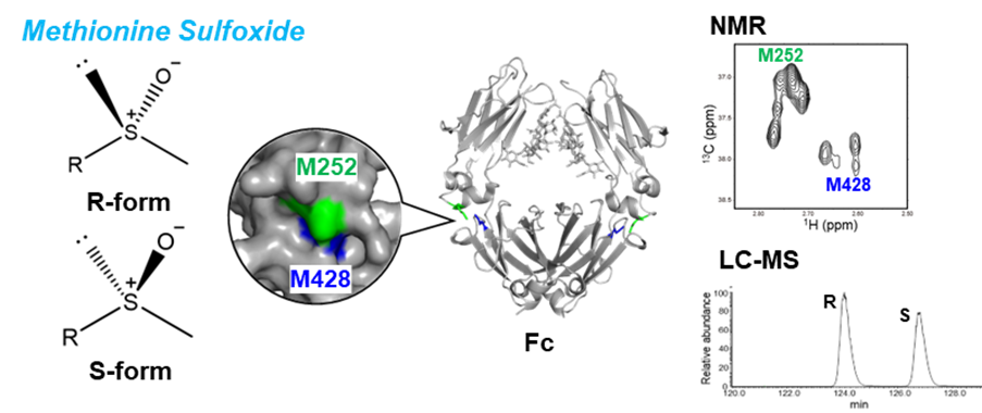 抗体Fc領域におけるメチオニン酸化と立体化学