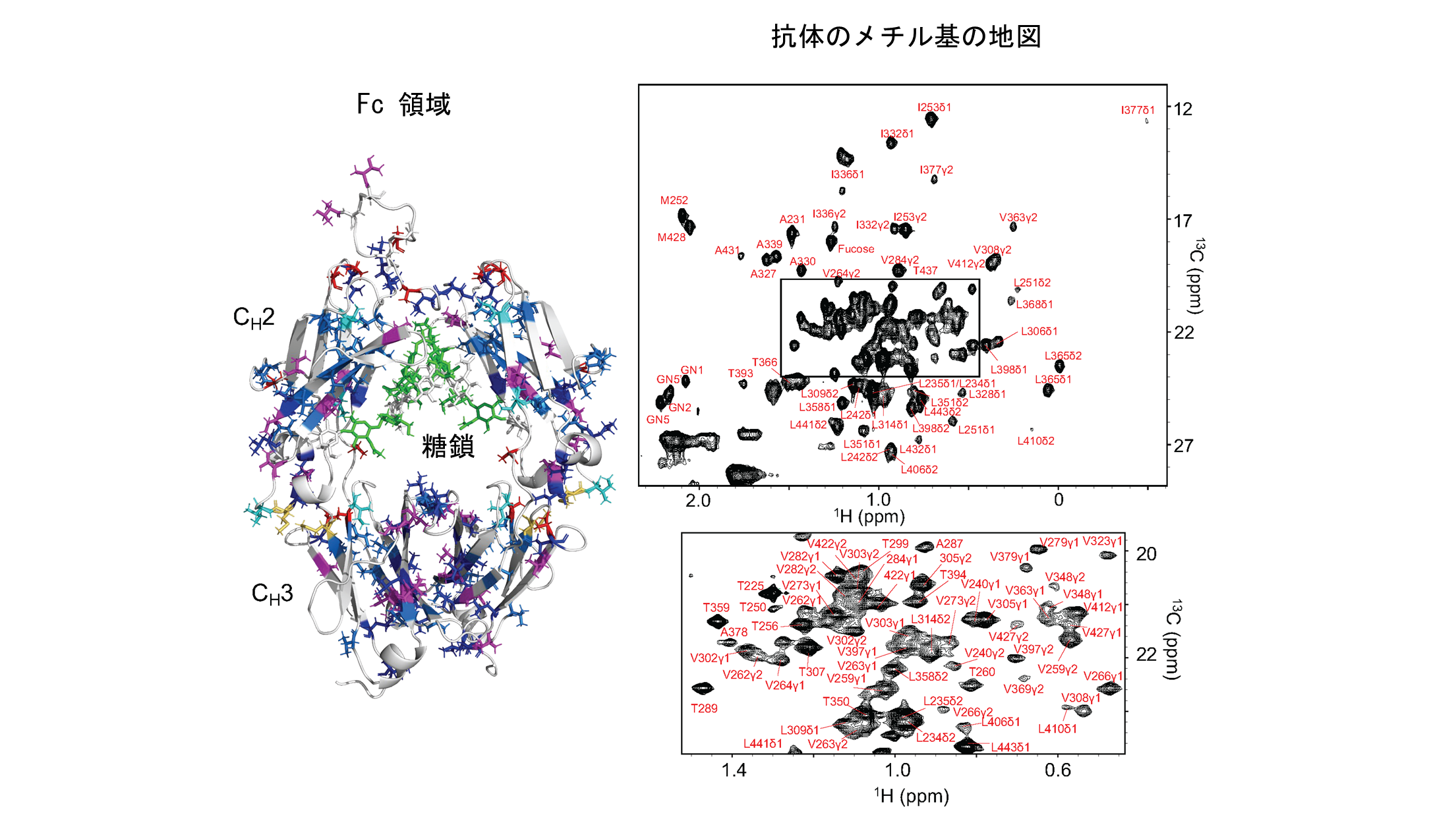 抗体のFc領域に存在するメチル基のNMR信号の地図