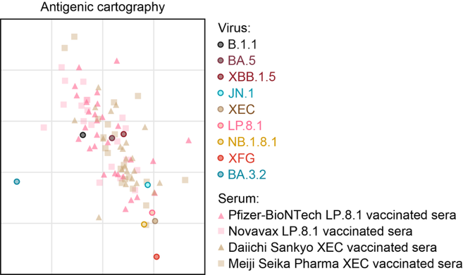 図2：オミクロンLP.8.1株対応一価ワクチンとオミクロンXEC株対応一価ワクチンにより誘導される液性免疫の交差性の比較