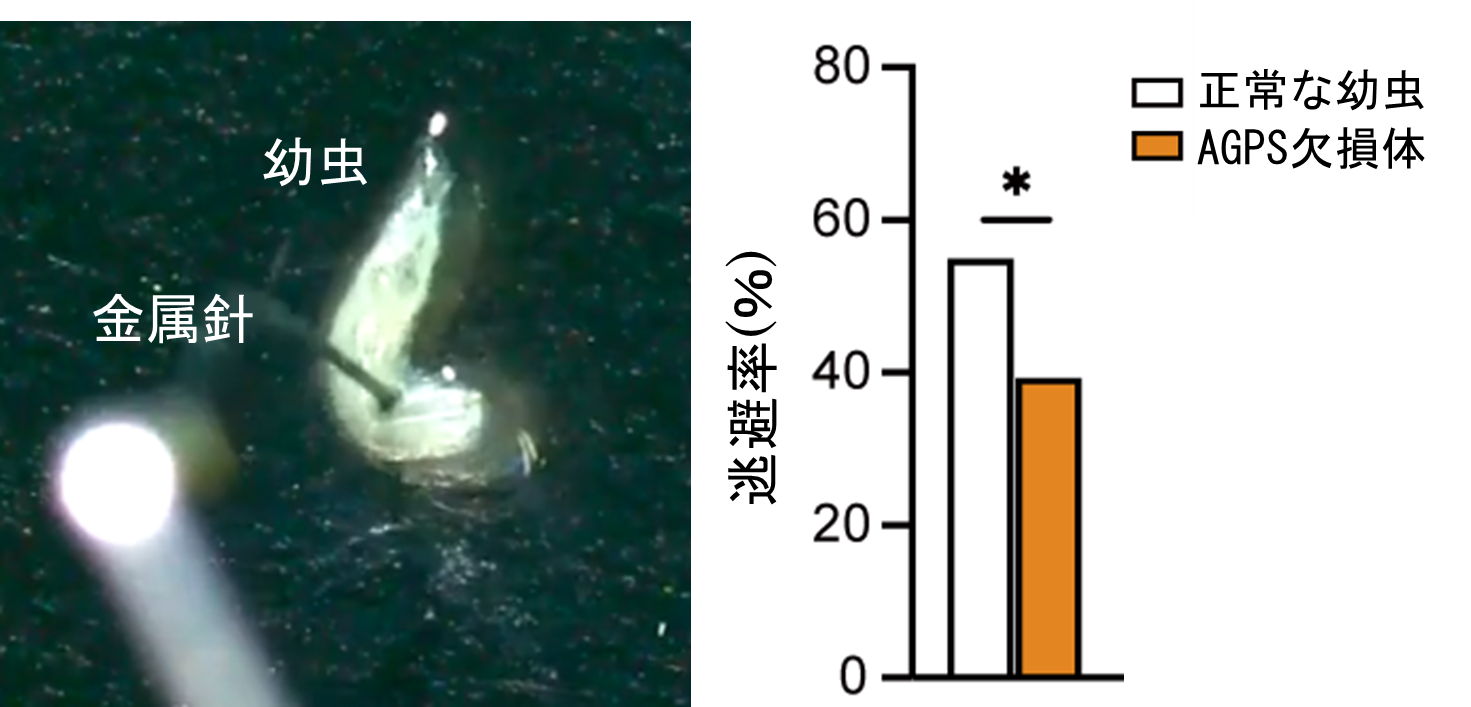 図2ePLがなくなると、危険な接触への対応に異常が生じる