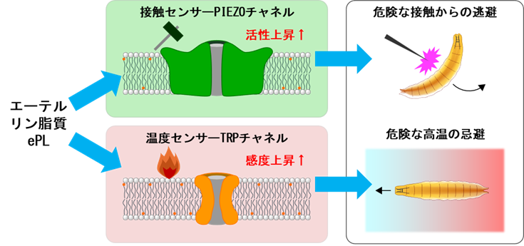 図4エーテルリン脂質はセンサー分子の機能を調節して感覚を正常に保つ