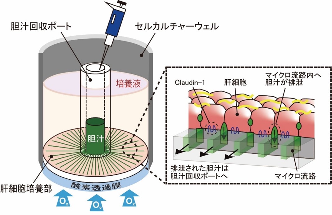 培養肝細胞が分泌した胆汁成分の連続的排泄を可能とする新規肝細胞培養デバイス