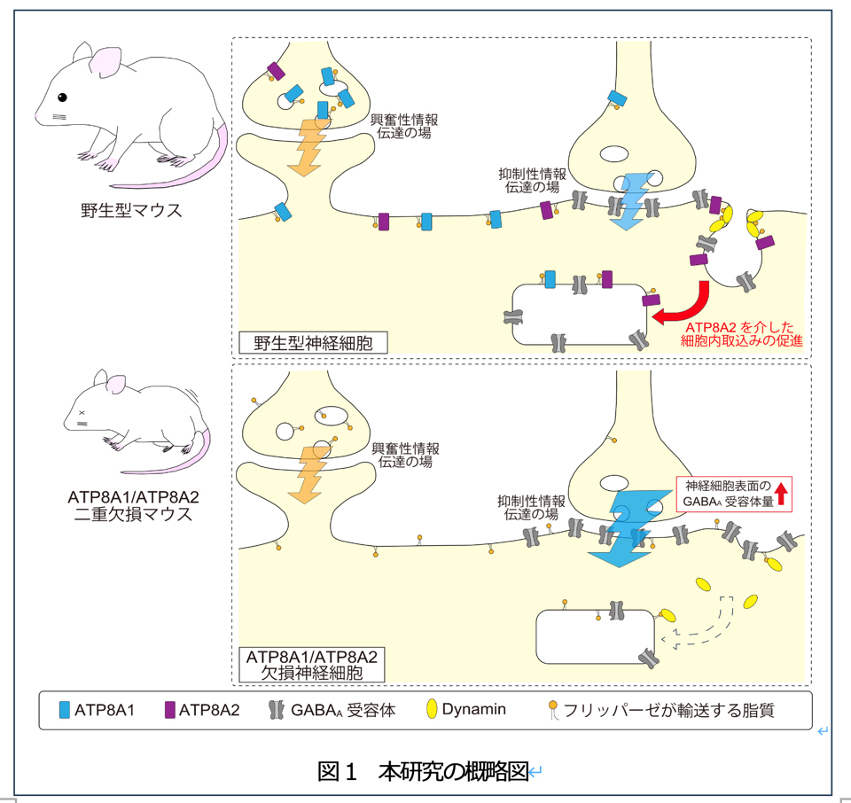 図1研究概要図