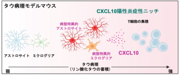 本研究の概要図