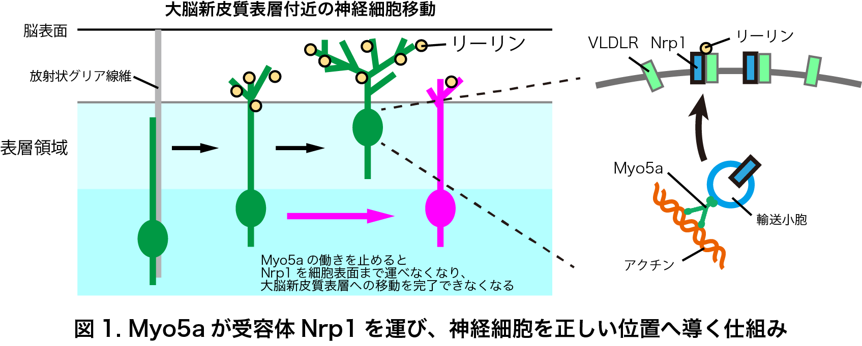 図1