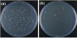 （a）線量率147mGy/sで1360 sの場合、99.5％の殺菌率（大腸菌数がX線照射によって36000個から180個に減少）を示すが、（b）15.3mGy/sで13070sの場合、99.98％の殺菌率（大腸菌数がX線照射によって36000個から8個に減少）を示す。