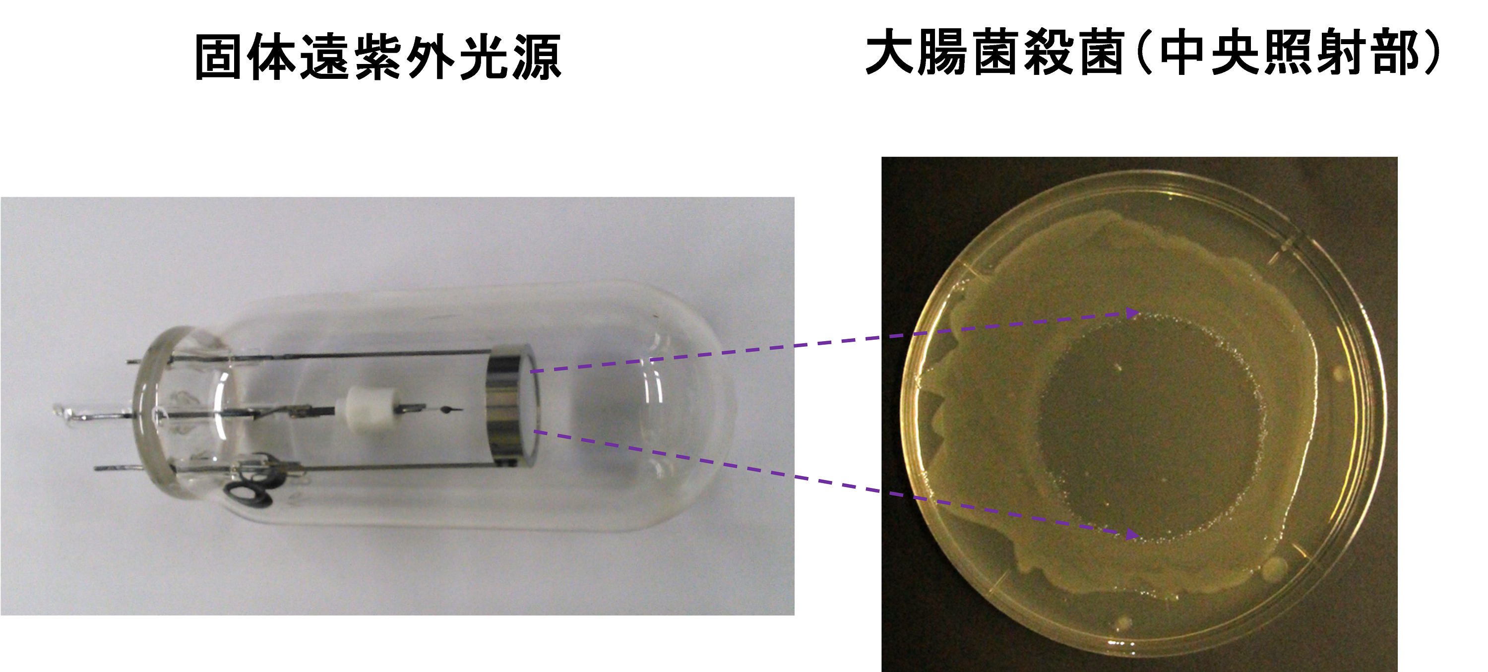 図版