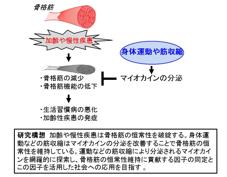 骨格筋の恒常性を調節する分子メカニズム