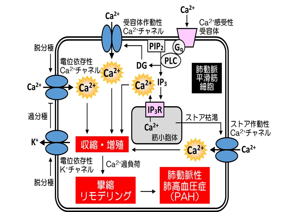 肺高血圧症に関連するイオンチャネル・受容体