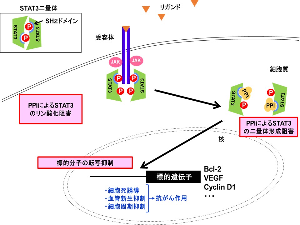 新規抗がん物質（特許第5597427号）による作用メカニズム