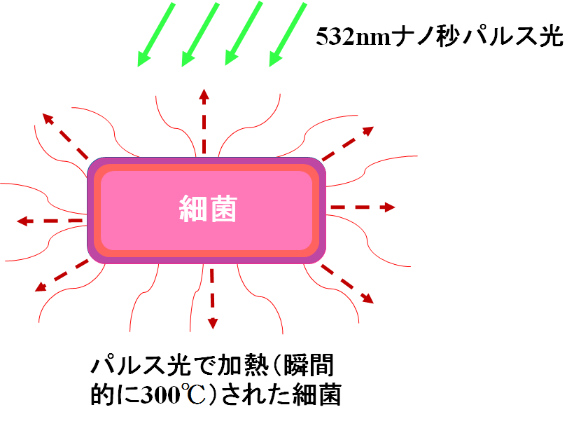 図１：可視光を用いた新しい殺菌技術の効果を示す写真(大腸菌).