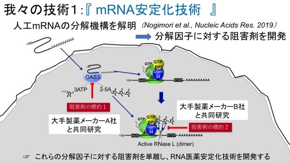 mRNA安定化技術の開発：独自に解明したmRNA分解機構に基づいて、分解因子を阻害するmRNA医薬安定化剤を開発しています。