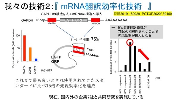 mRNA翻訳効率化技術の開発：mRNAの構造を最適化することでmRNA医薬の発現効率を上げる技術の開発に成功しました。