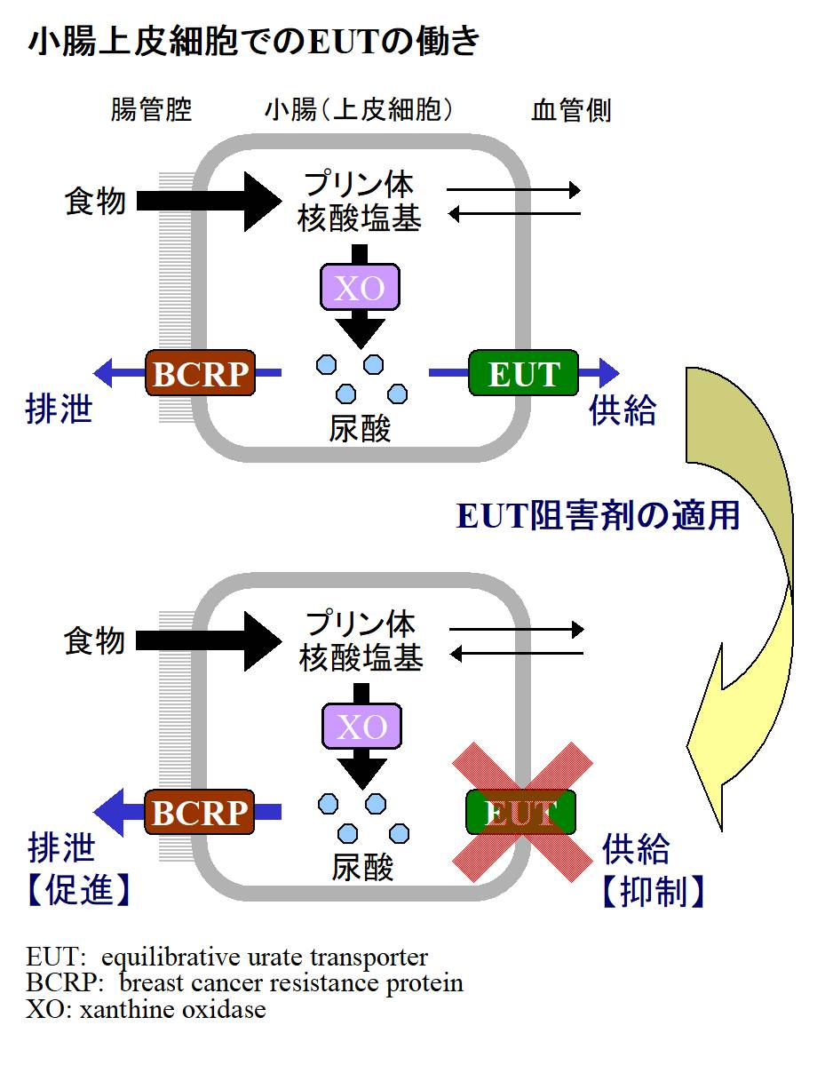 小腸上皮細胞でのEUTの働き