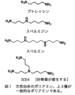 図１