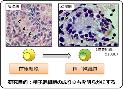 図１