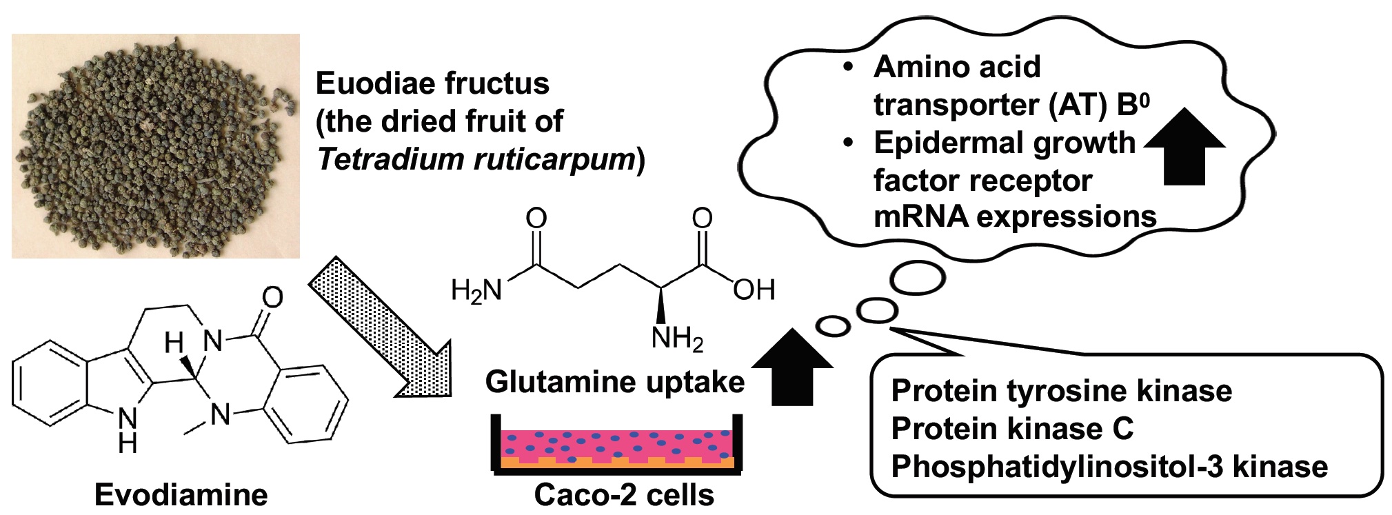 Evodiamine+Caco 2 cells
