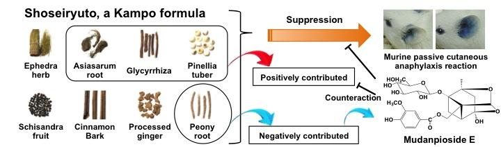 Anti-allergic effect of Shoseiryuto