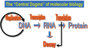 (1) How mRNA is degraded after completion of gene expression.