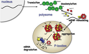 (2) mRNA decay pathway; deadenylation is the first and late-limiting step in degradation of most mRNAs.