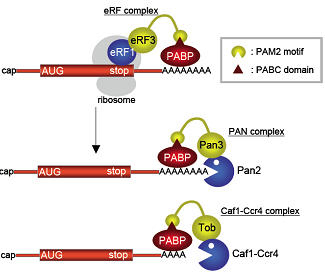 (3) Proposed model of mRNA deadenylation.