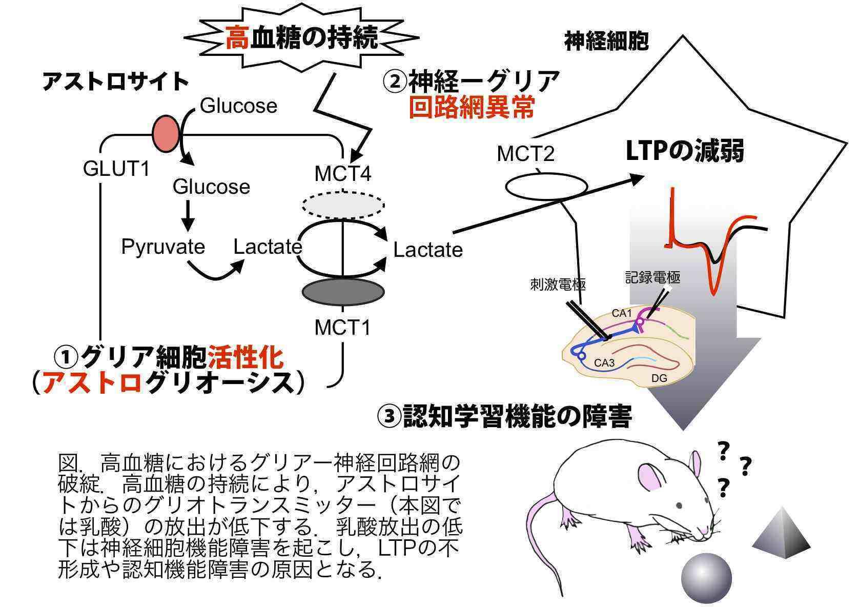 Higher Brain Function and Metabolic Disease