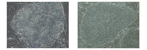 (1)Human ES Cells / Human iPS Cells