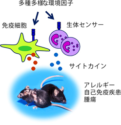 免疫・炎症反応を理解し、疾患の治療へ