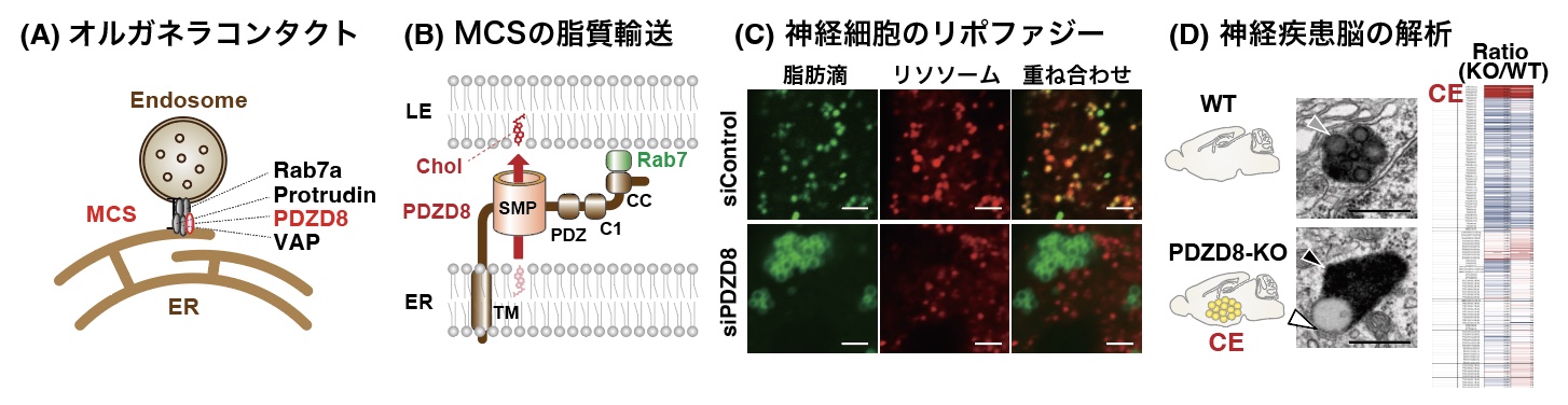 細胞内オルガネラコンタクトを介した脳神経系の制御