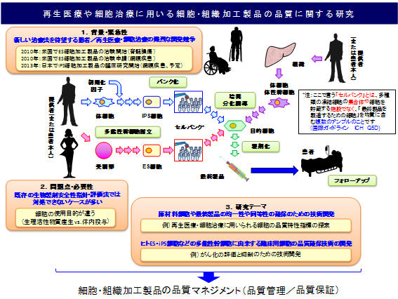 ヒトES・iPS細胞などの多能性幹細胞に由来する臨床用細胞の品質保証法の開発