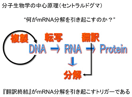 翻訳終結がmRNA分解を引き起こすトリガーとしてはたらく